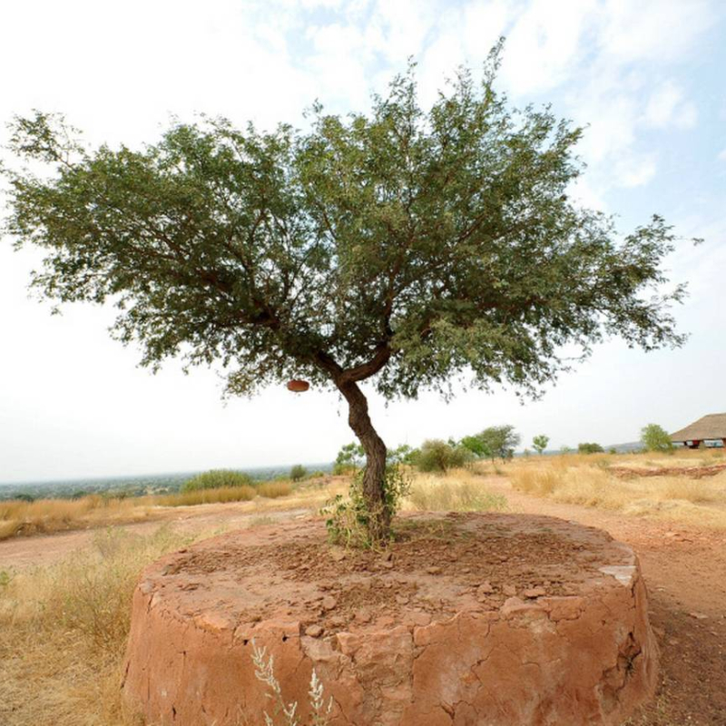 Flora and Fauna in the Thar Desert Sahapedia